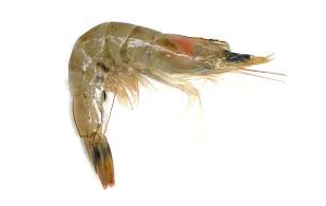 Hollandse grijze garnalen