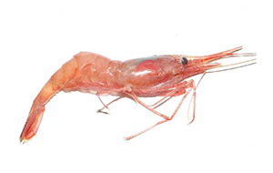 Noordse garnalen